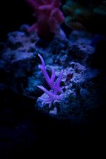 Jarretts Reef 6-16-12-41.jpg