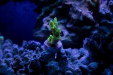 Jarretts Reef 6-16-12-74.jpg