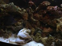 ImageUploadedByReefs1343177336.053236.jpg