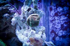 Jarretts Reef 6-16-12-80.jpg