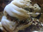 ImageUploadedByReefs1343177356.260040.jpg