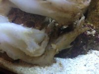 ImageUploadedByReefs1343177369.921126.jpg