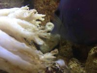 ImageUploadedByReefs1343177385.673197.jpg