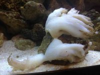 ImageUploadedByReefs1343177407.635750.jpg