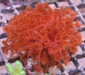 red%20goni%202-6-13.jpg