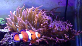 ImageUploadedByReefs1363218397.066768.jpg