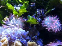 ImageUploadedByReefs1363218853.233680.jpg