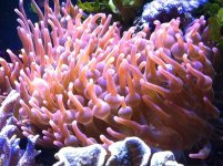 ImageUploadedByReefs1363218884.501971.jpg