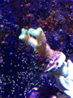 ImageUploadedByReefs1363263828.847126.jpg