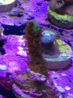 ImageUploadedByReefs1363263851.879381.jpg