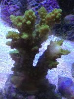 ImageUploadedByReefs1363263862.546001.jpg