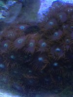 ImageUploadedByReefs1363263888.379396.jpg