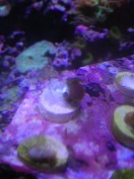 ImageUploadedByReefs1363263952.229420.jpg