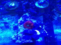 ImageUploadedByReefs1363273901.329290.jpg