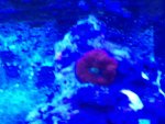 ImageUploadedByReefs1363273936.959638.jpg