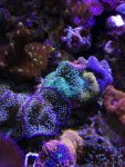 ImageUploadedByReefs1355263527.337615.jpg
