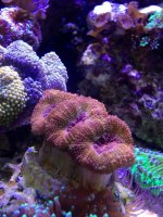 ImageUploadedByReefs1355263564.954391.jpg