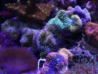 ImageUploadedByReefs1355263601.905457.jpg