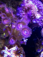 ImageUploadedByReefs1355263629.037733.jpg