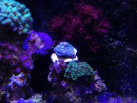 ImageUploadedByReefs1355263653.504343.jpg