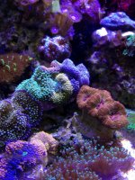 ImageUploadedByReefs1355263673.870852.jpg