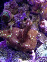 ImageUploadedByReefs1355263702.754275.jpg