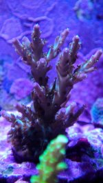 Coral Id.jpg