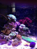 ImageUploadedByReefs1355263751.721199.jpg