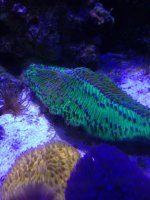 ImageUploadedByReefs1355263777.285366.jpg
