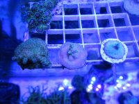 ImageUploadedByReefs1363318230.183319.jpg