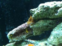 IMG_1077.jpg