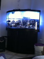 ImageUploadedByReefs1355346927.566907.jpg