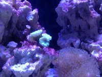 ImageUploadedByReefs1363365702.732707.jpg