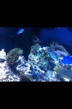 ImageUploadedByReefs1350672201.164328.jpg