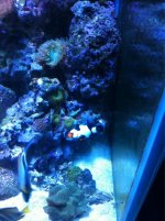 ImageUploadedByReefs1350678028.822962.jpg