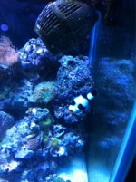 ImageUploadedByReefs1350678045.859371.jpg