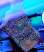 FRAG SWAP 2012 209.jpg