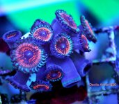 FRAG SWAP 2012 205.JPG