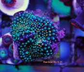 FRAG SWAP 2012 200.JPG