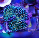 FRAG SWAP 2012 204.jpg