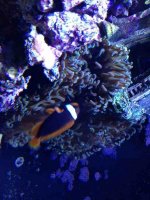 ImageUploadedByReefs1363394213.136620.jpg