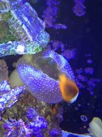 ImageUploadedByReefs1363394263.130298.jpg