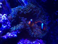 ImageUploadedByReefs1363394300.055092.jpg