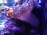 ImageUploadedByReefs1363394335.136161.jpg