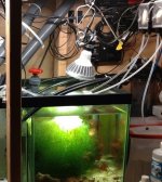ImageUploadedByReefs1346972703.450811.jpg