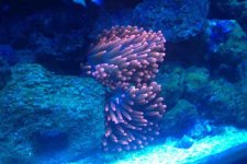 ImageUploadedByReefs1363394352.271435.jpg