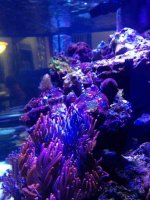 ImageUploadedByReefs1363394384.001998.jpg