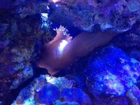 ImageUploadedByReefs1363394398.626063.jpg