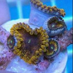 ImageUploadedByReefs1343437732.281558.jpg