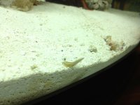 ImageUploadedByReefs1343447416.783800.jpg